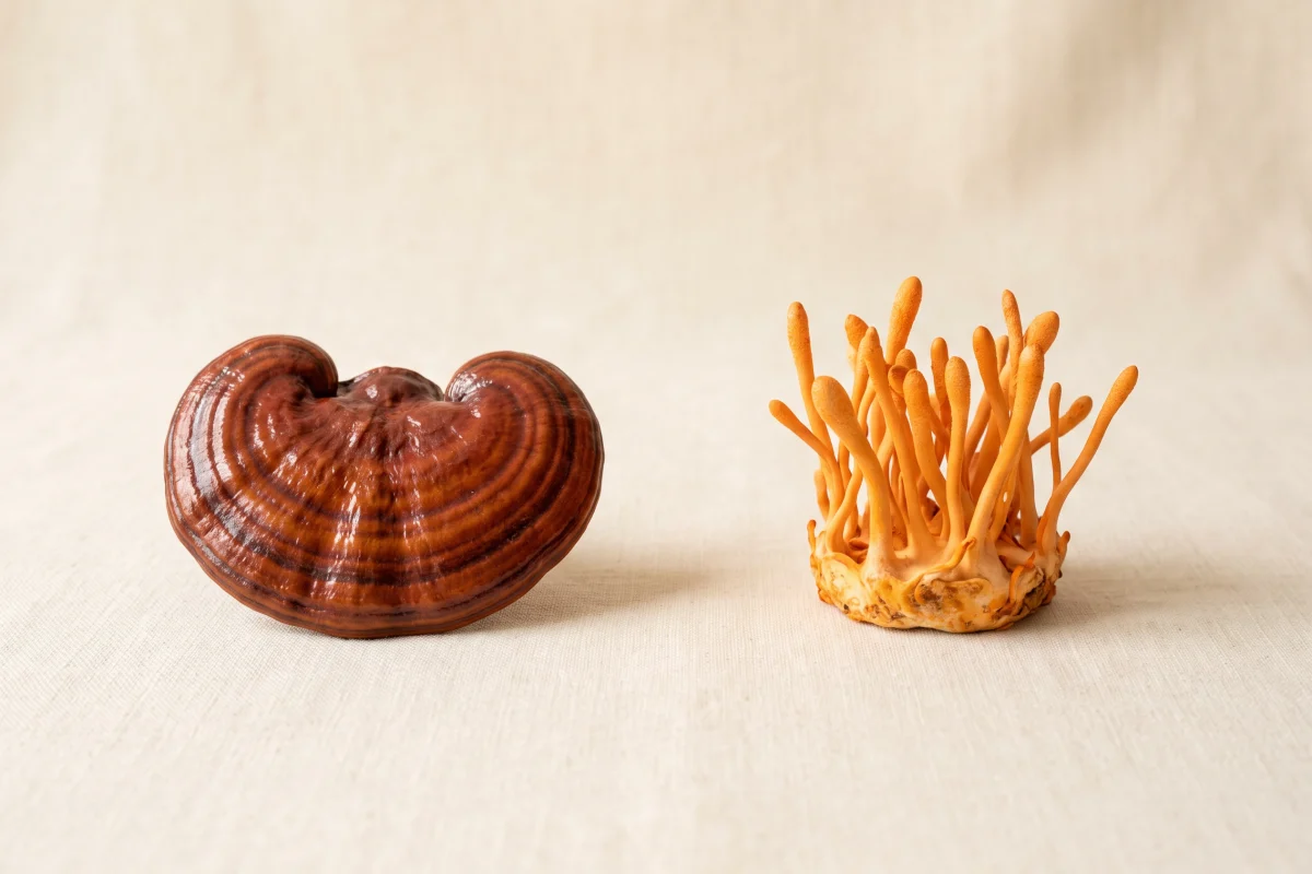 Editorial illustration for Reishi vs. Cordyceps: What Makes Them Different?