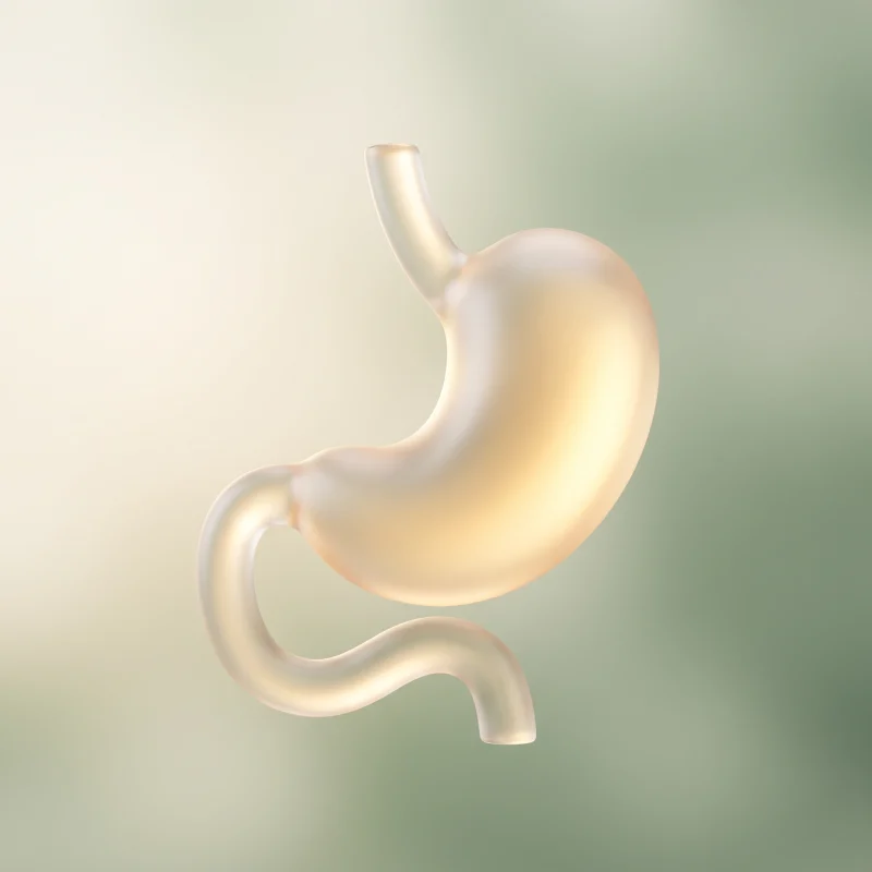 Illustration of the human stomach